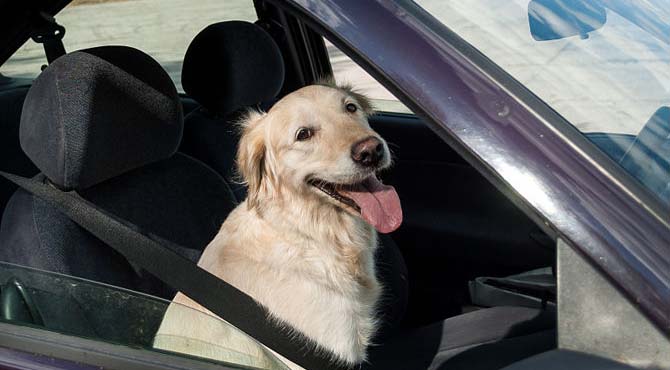 Pas u automobilu - čišćenje automobila od psećih dlaka